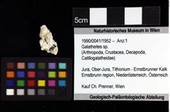 Foto (Objket + Etiketten) von Galatheites sp. 